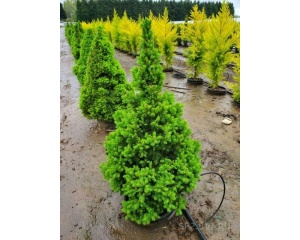 Ель колючая "For Ever Green"