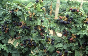 Ежевика 'Helen'