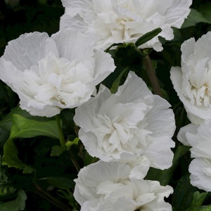 Гибискус Сирийский 'White Chiffon'
