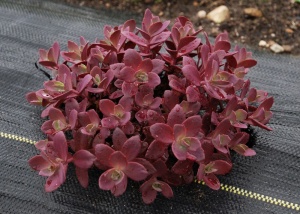 Очиток SunSparkler "Firecracker" (10-20 см, P9)