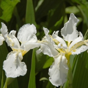 Ирис 'Perry`s White'