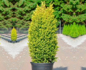 Можжевельник обыкновенный 'Gold Cone'