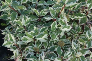 Дерен белый Сибирика Вариегата 'Sibirica Variegata' (С3)