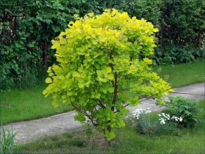 Скумпия кожевенная 'Golden Spirit' (20-25, Р9)