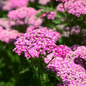 Тысячелистник обыкновенный 'Cerise Queen' (С3)