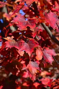 Клен красный 'Autumn Flame' 