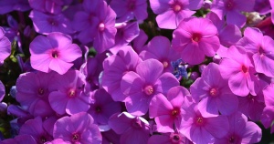Флокс метельчатый 'Purple Rain'