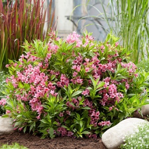 Вейгела цветущая 'Picobella Rosa' (10-30 см, Р9)