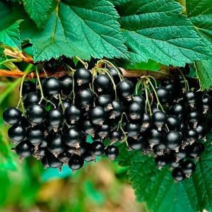 Смородина 'Black Gross'