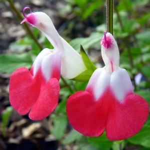 Шалфей мелколистный 'Hot Lips'