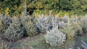 Ель колючая голубая "Glauca" ГОСТ