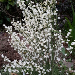Ракитник ранний 'Albus' (С2)