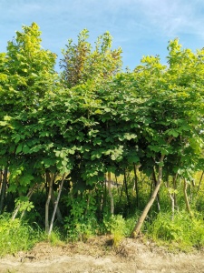 Каштан конский 'Aesculus'