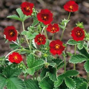 Лапчатка тёмно-кроваво-красная 'Potentilla atrosanguinea' (С3)