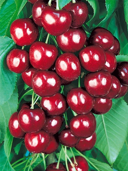 Вишня Лебедянская
