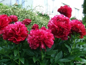 Пион молочноцветковый 'Red Sarah Bernhardt' (Fiona)