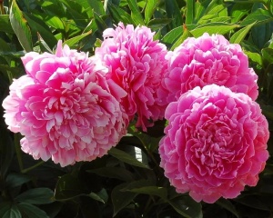 Пион молочноцветковый 'Princess Margaret'