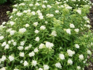 Спирея Японская 'Albiflora' (Р9)