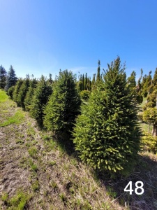 Ель обыкновенная "Picea abies Extra"