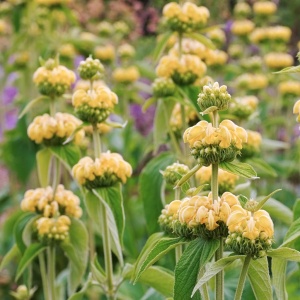 Зопник Рассела 'Phlomis russeliana' (С3)