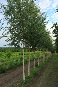 Береза повислая 'Betula pendula'