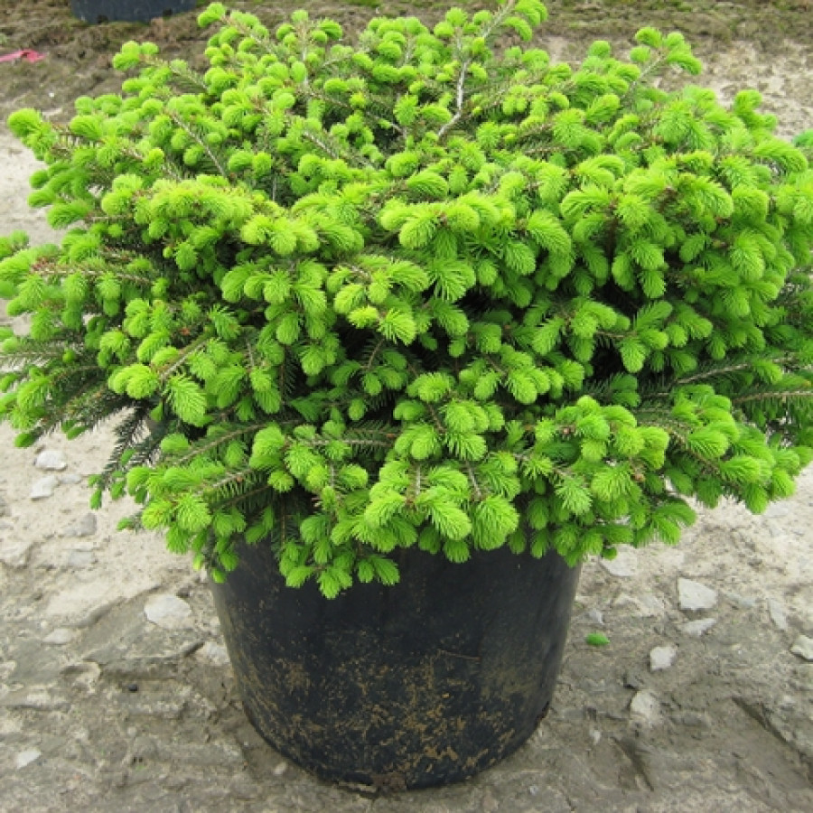 Ель обыкновенная "Nidiformis" (40-60 см)