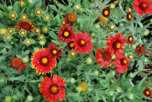 Гайлардия 'Arizona Red Shades' (С3)