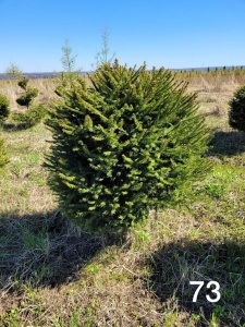 Ель обыкновенная "Picea abies"