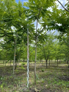 Бархат амурский 'Phellodendron'