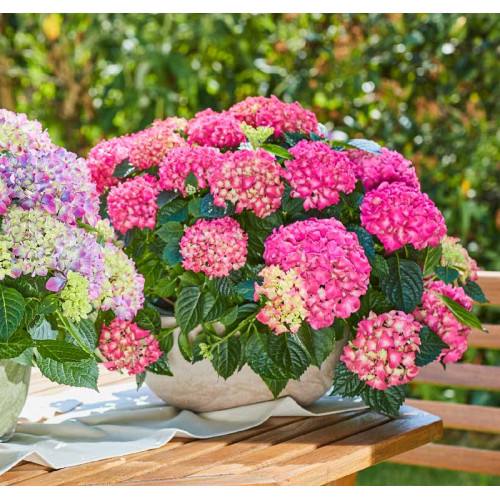 Гортензия крупнолистная  Tabletensia Pink  - С23