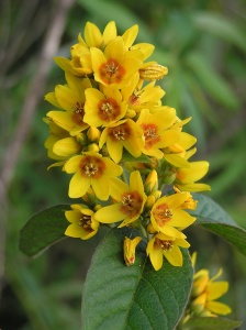 Вербейник обыкновенный 'Lysimachia vulgaris' (С3)