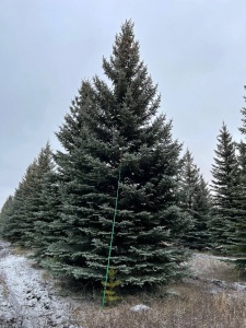 Ель колючая голубая "Glauca Extra"