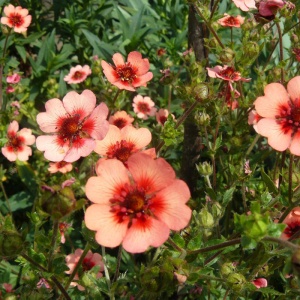 Лапчатка Хопвуда 'Double Punch Peach' (С3)