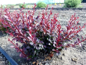 Барбарис тунберга 'Atropurpurea Nana' (10-30 см, Р9)