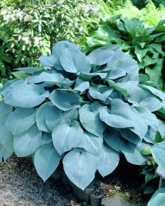 Хоста 'Fragrant Blue'
