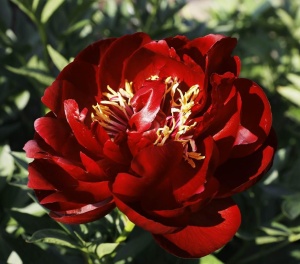 Пион Молочноцветковый 'Buckeye Belle' (С3)