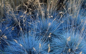 Овсяница сизая 'Blue'