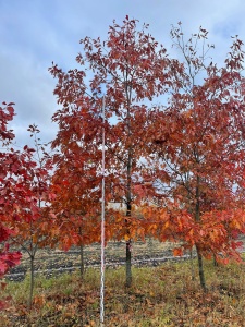 Дуб красный 'Quercus rubra'