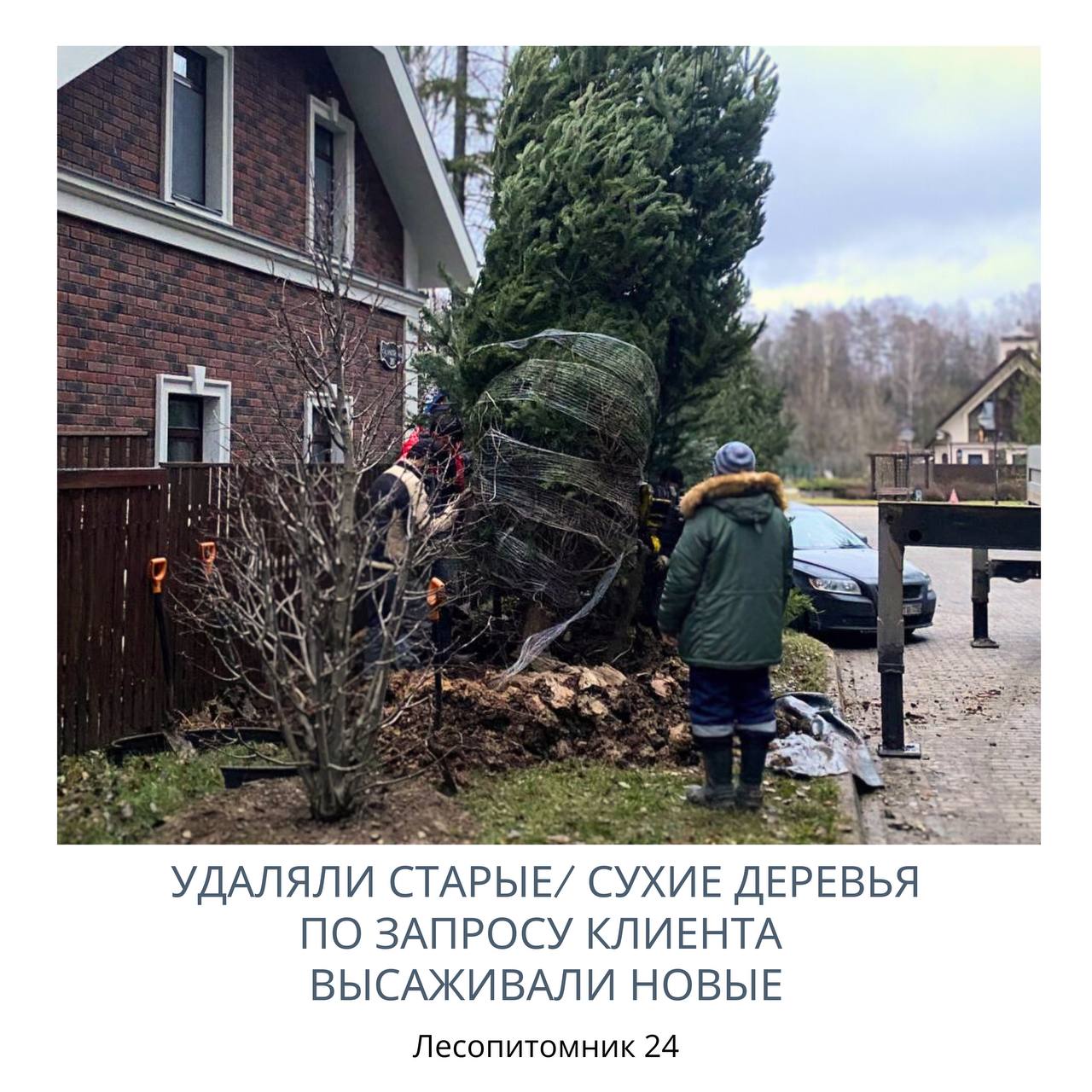 Удаляем старые и сухие деревья! Удаляем старые и сухие деревья!