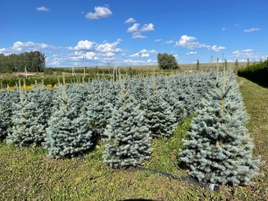 Ель колючая голубая "Glauca" 