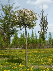 Яблоня декоративная 'Pomzai'