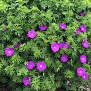 Герань кроваво-красная 'New Hamshire Purple'