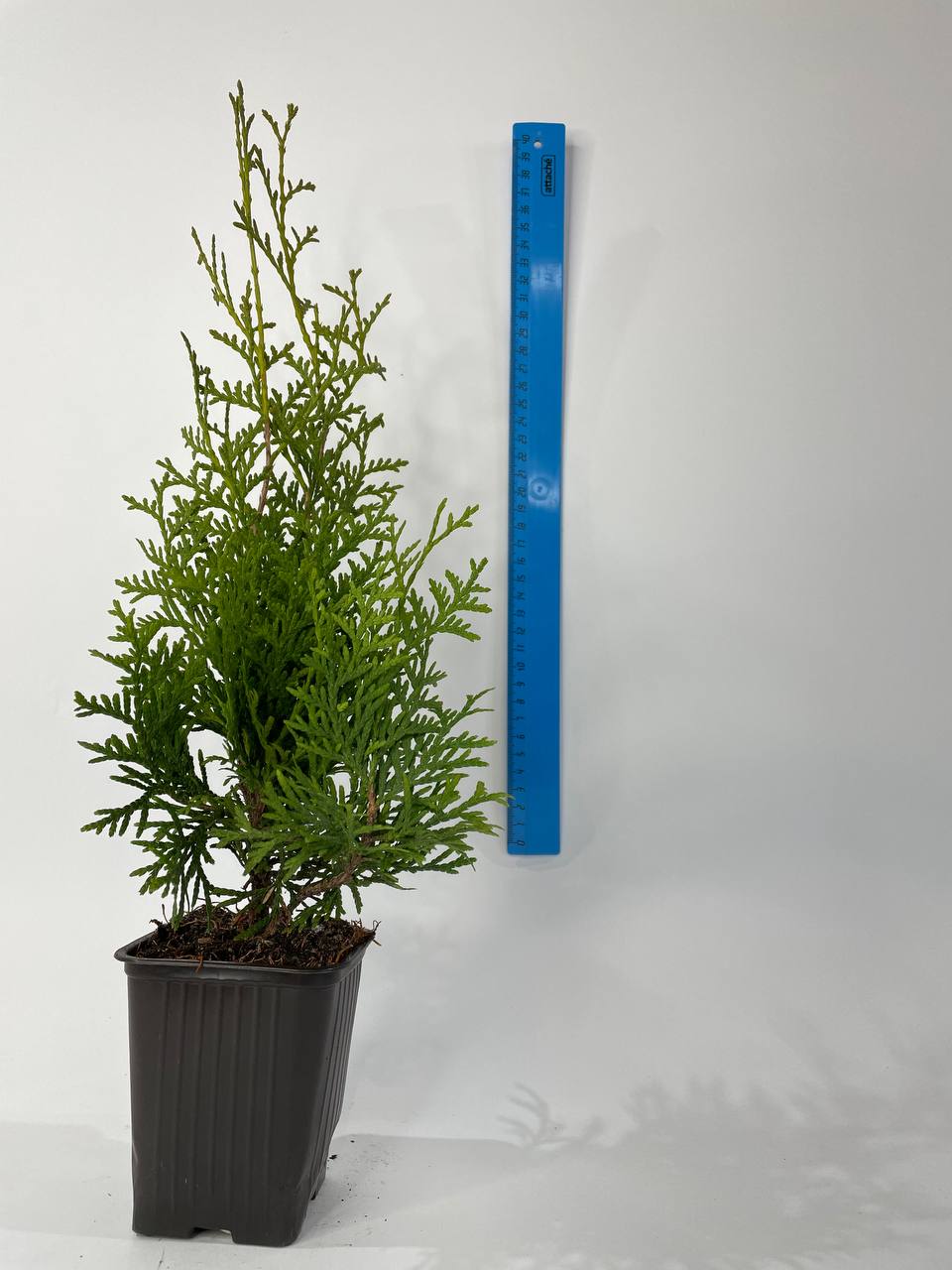 Туя Columna (С3)