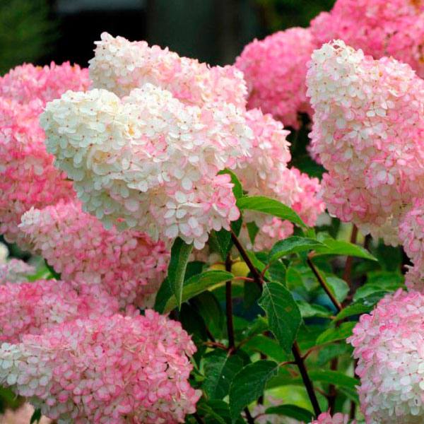 Гортензия мельчатая 'Vanila Fraise' (С3)