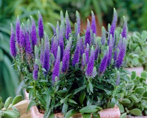 Вероника колосковая 'Ulster Dwarf Blue' (Р9)