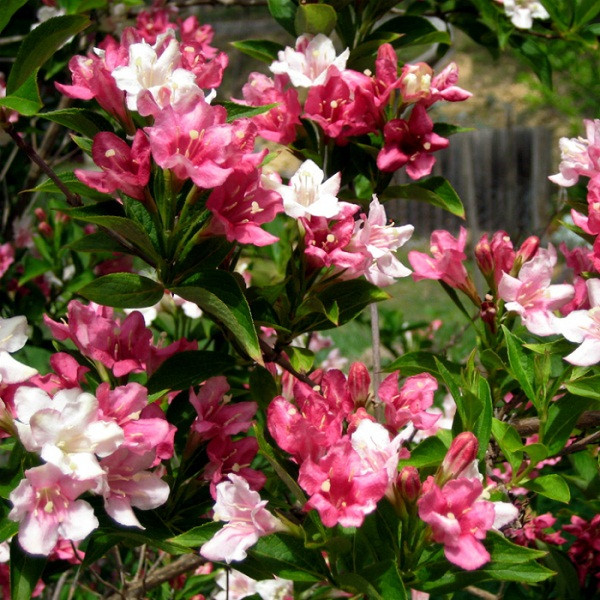 Вейгела цветущая "Виктория" (Weigela florida "Victoria")