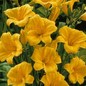 Лилейник 'Stella de Oro'