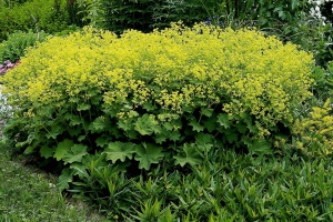Манжетка мягкая 'Robustica' (С3)