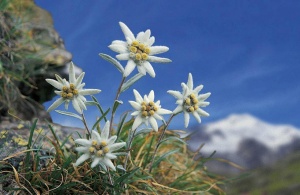 Эдельвейс альпийский 'Blossom of Snow' (С3)