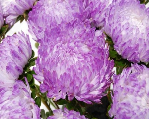 Астра 'Chelsea Silver'